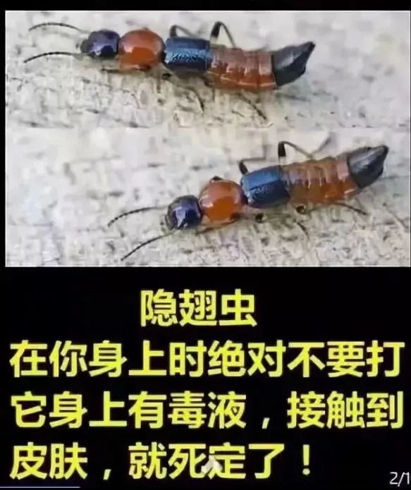 信阳市虫子,信阳常见的虫子