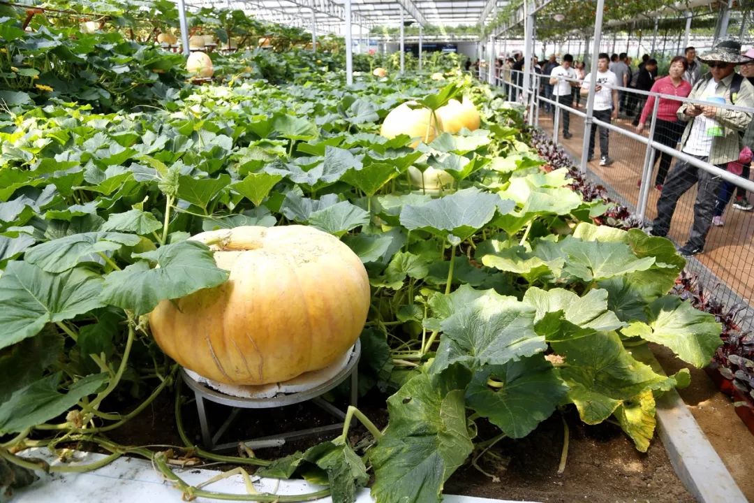 潍坊近期大事件,潍坊新闻头条今日大事