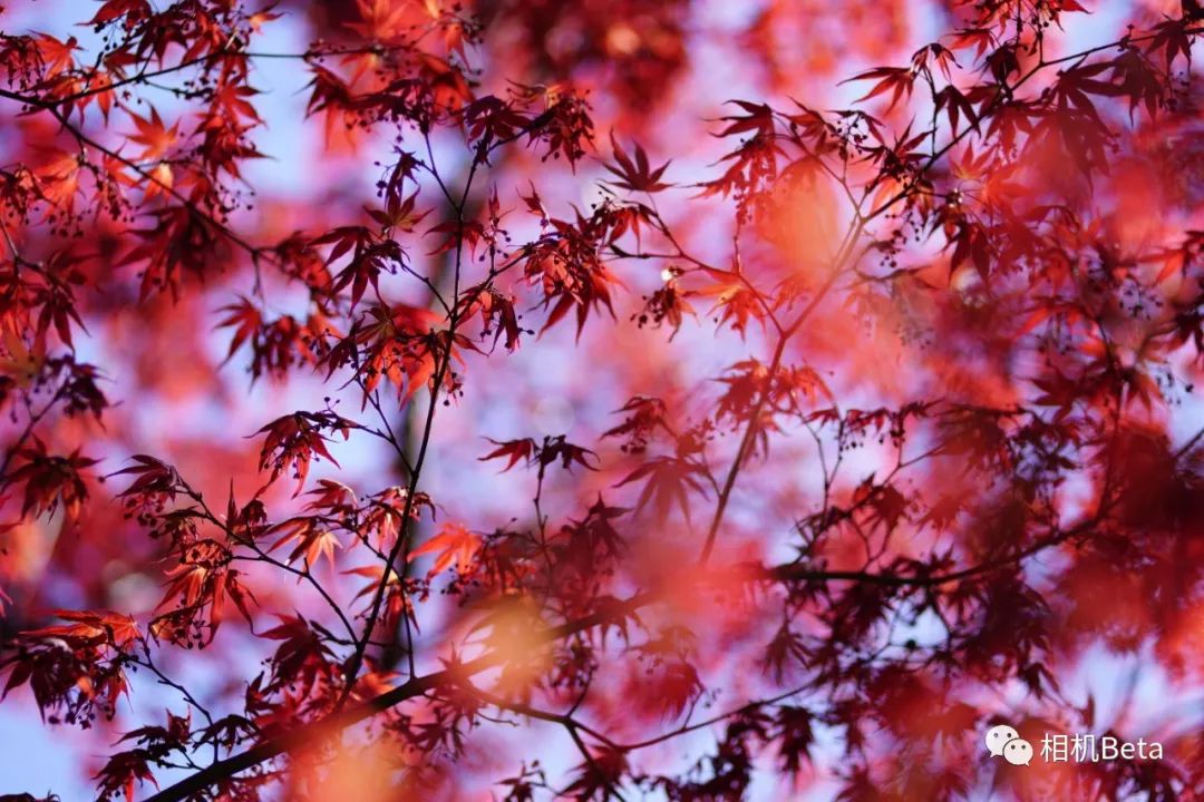 鍥句附11-16f2.8闀滃ご娴嬭瘎,鍥句附寰窛闀滃ご