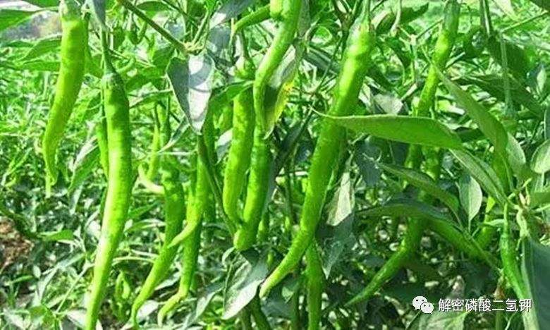 磷酸二氢钾适用于哪些农作物,磷酸二氢钾各种作物施用技术