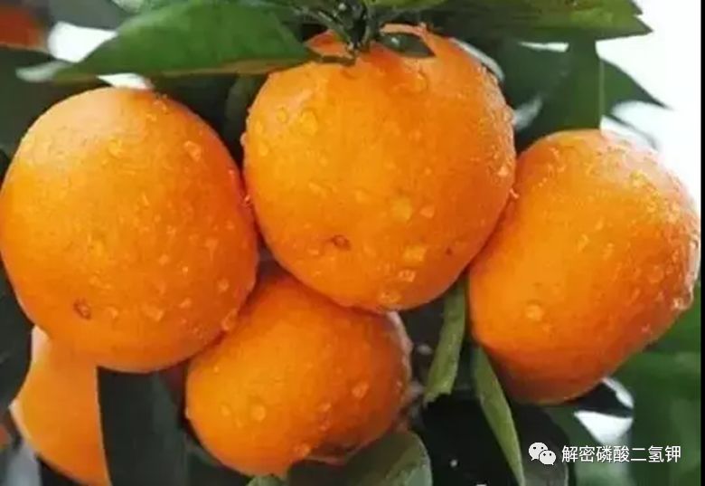 磷酸二氢钾适用于哪些农作物,磷酸二氢钾各种作物施用技术