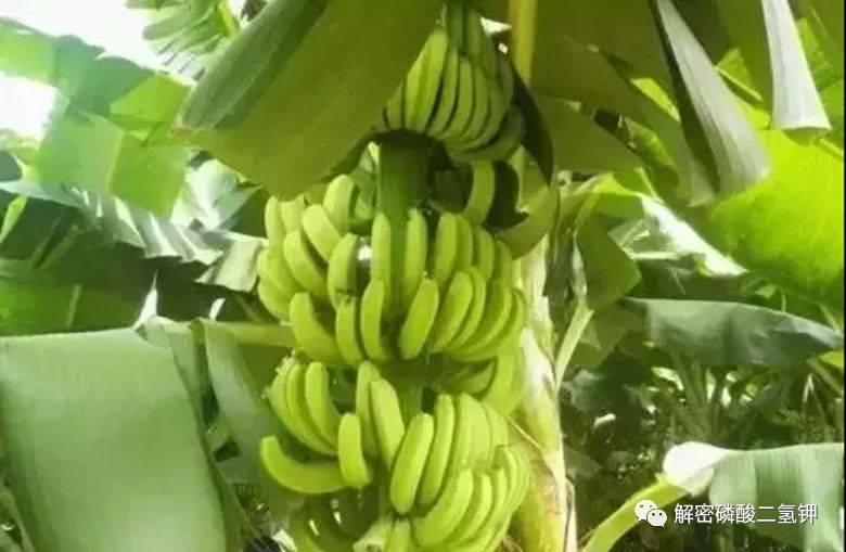 磷酸二氢钾适用于哪些农作物,磷酸二氢钾各种作物施用技术