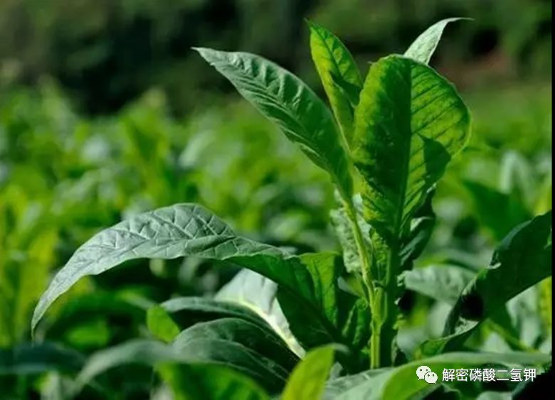 磷酸二氢钾适用于哪些农作物,磷酸二氢钾各种作物施用技术