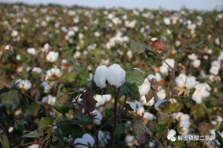 磷酸二氢钾适用于哪些农作物,磷酸二氢钾各种作物施用技术