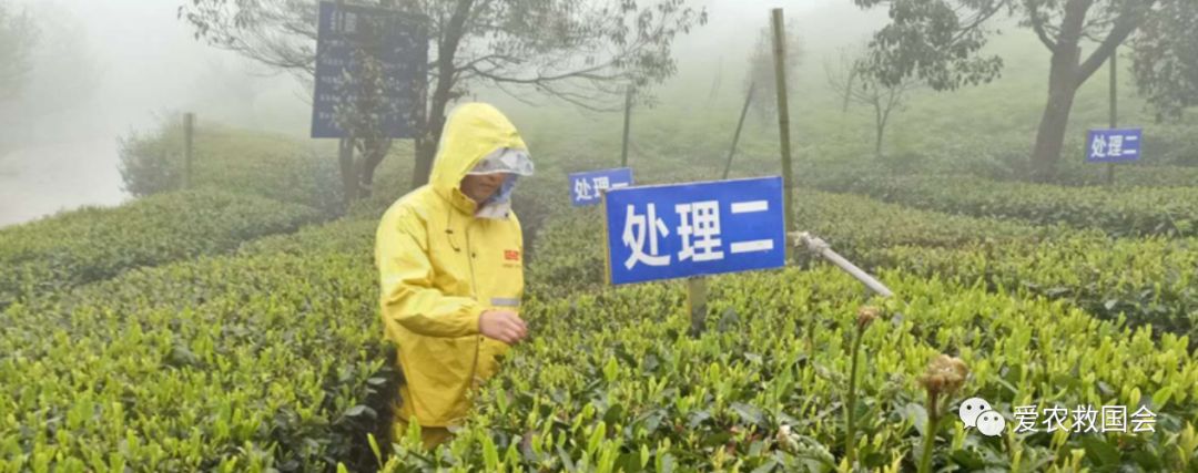 茶炭疽病,茶树炭疽病是真菌还是细菌病毒