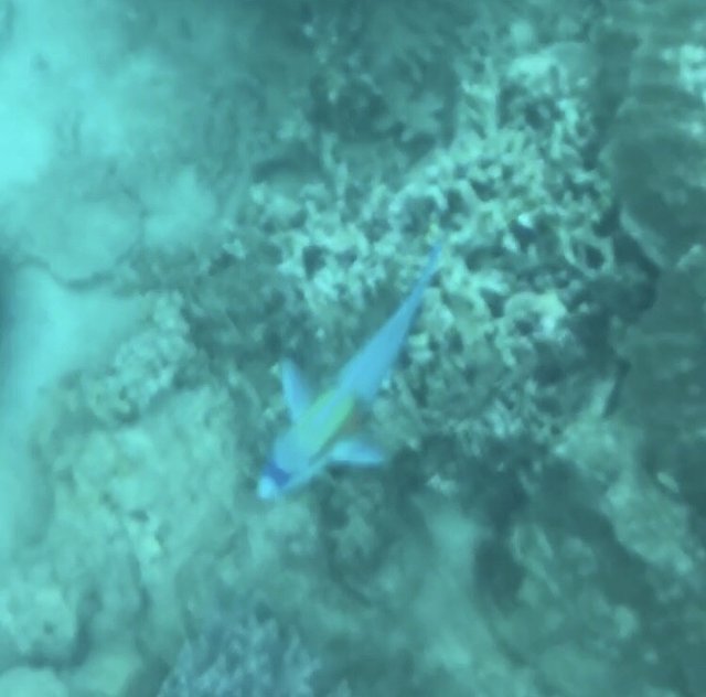 越南越美一号,越南越美游价格