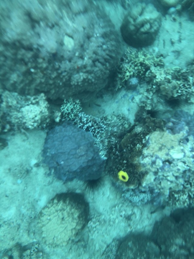 越南越美一号,越南越美游价格