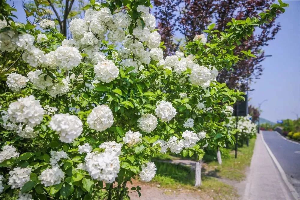 丝巾准备好了吗？杭州绚烂的花海等你们摆起五星