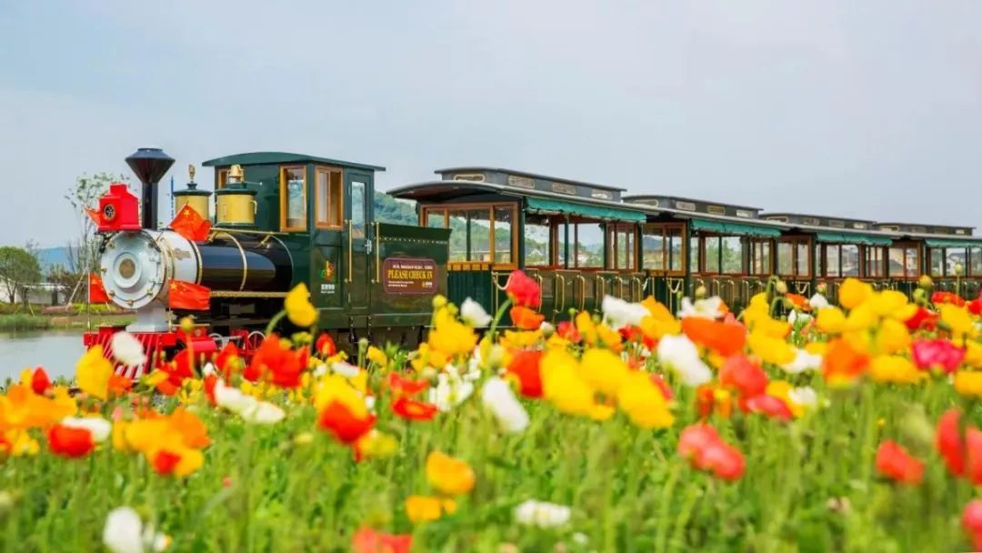 丝巾准备好了吗？杭州绚烂的花海等你们摆起五星