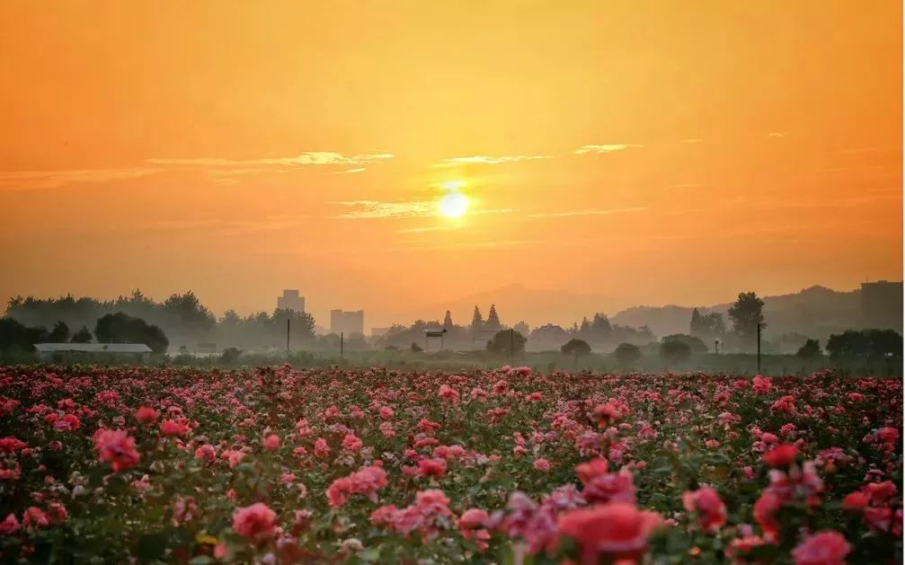 丝巾准备好了吗？杭州绚烂的花海等你们摆起五星