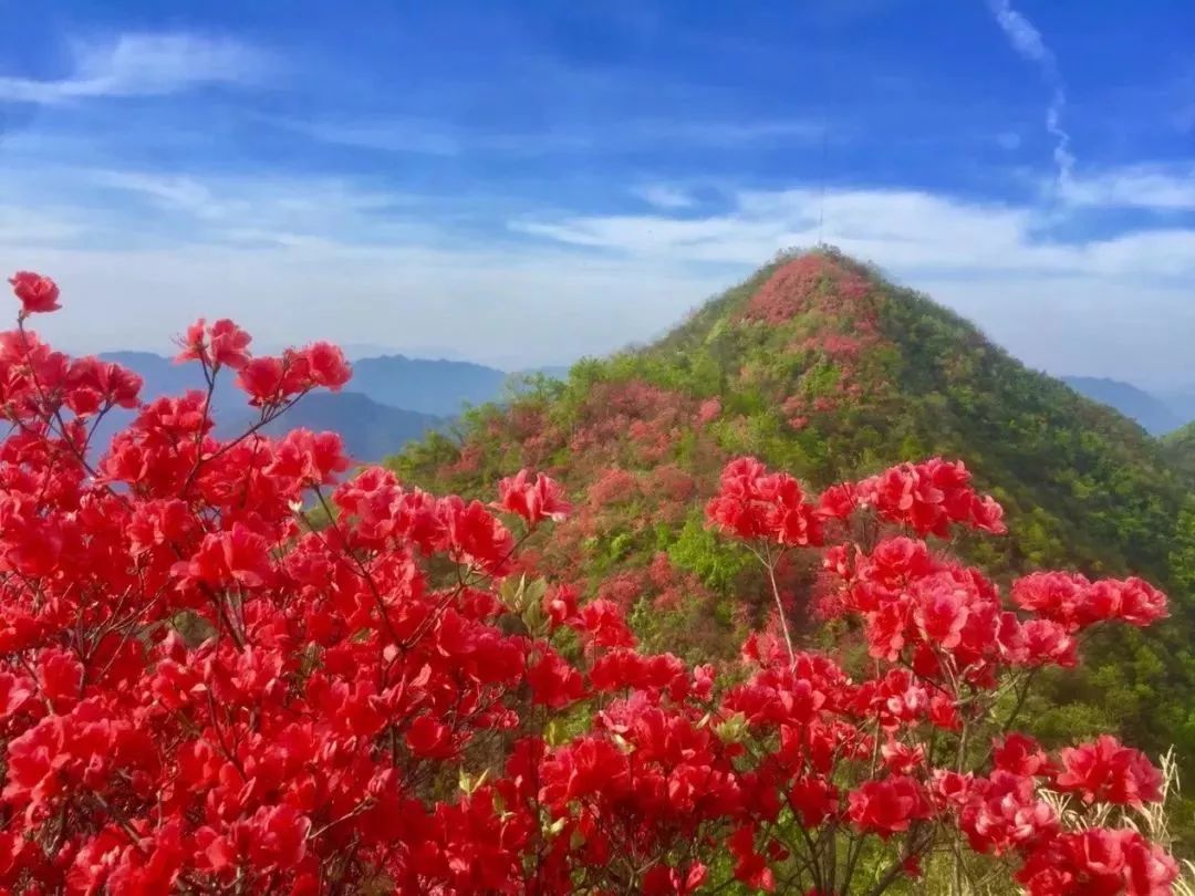 丝巾准备好了吗？杭州绚烂的花海等你们摆起五星