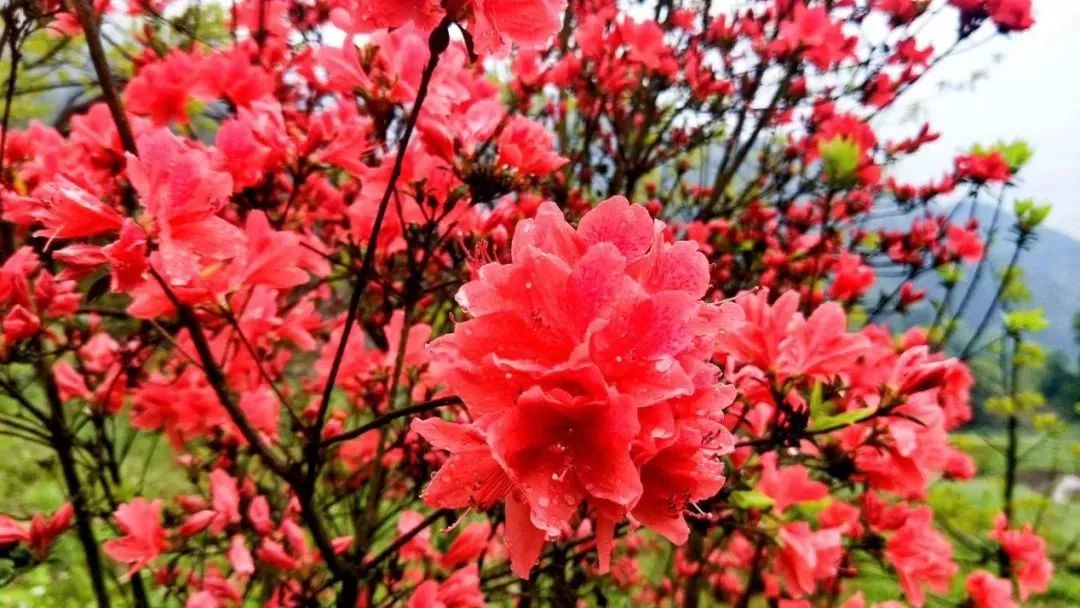 丝巾准备好了吗？杭州绚烂的花海等你们摆起五星