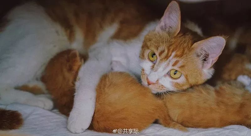 共享际胡撸胡撸萌宠市集,一场春日里的萌宠大聚会!