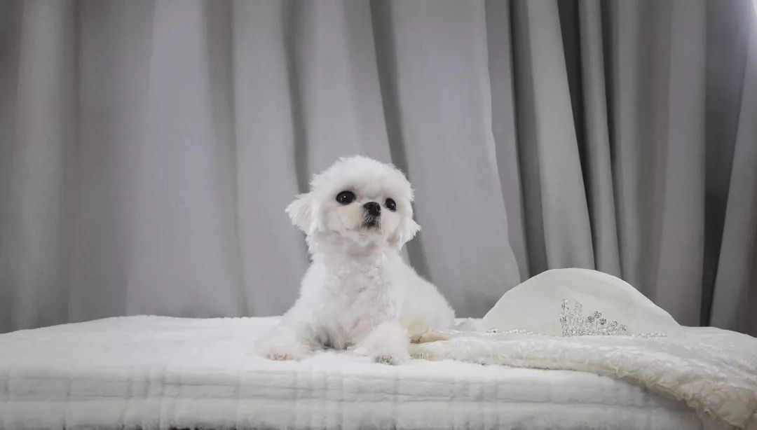 共享际胡撸胡撸萌宠市集,一场春日里的萌宠大聚会!