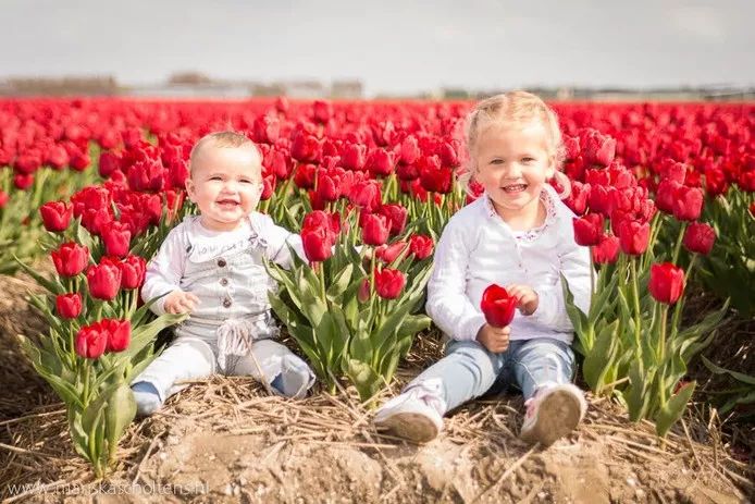 乘坐直升飞机观赏郁金香，可以进入花田自拍采摘，花不了多少钱