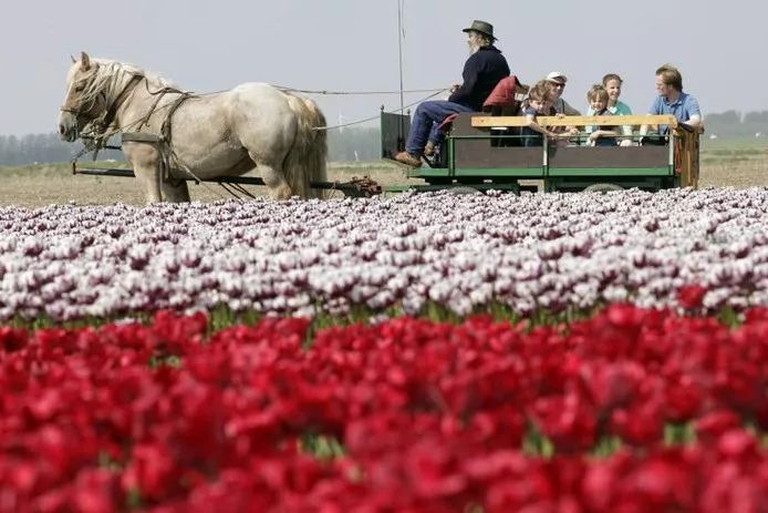 乘坐直升飞机观赏郁金香，可以进入花田自拍采摘，花不了多少钱