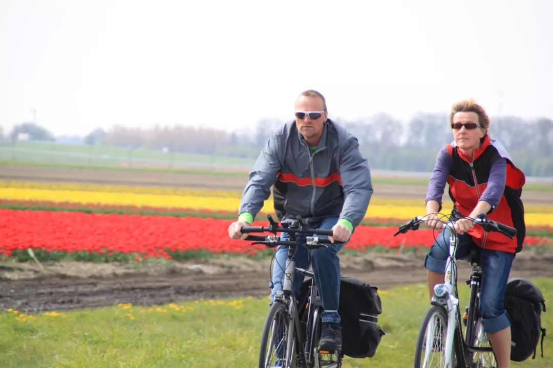 乘坐直升飞机观赏郁金香，可以进入花田自拍采摘，花不了多少钱