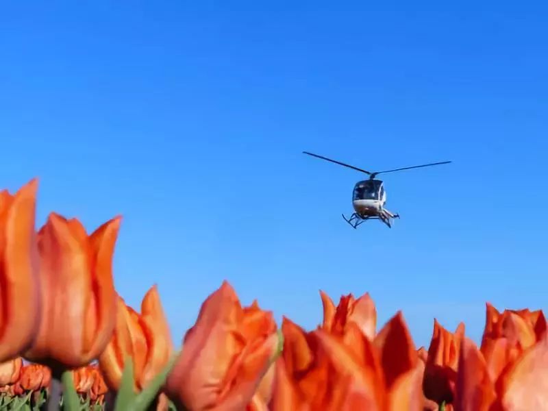 乘坐直升飞机观赏郁金香，可以进入花田自拍采摘，花不了多少钱