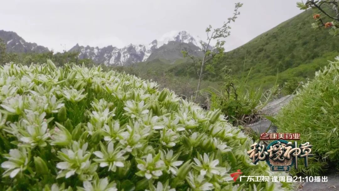 与西兰花相似的东西,什么东西可以代替西蓝花