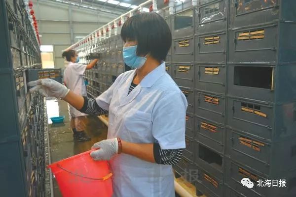 北海向海大道最新规划,北海经济区最新规划