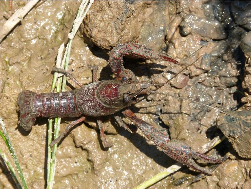 虾稻田直播水稻怎样管理,水稻养虾的可行性和必要性
