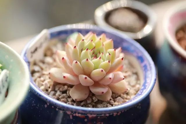 刚种上的多肉开始蔫了怎么回事,还没长好根的多肉怎么度夏