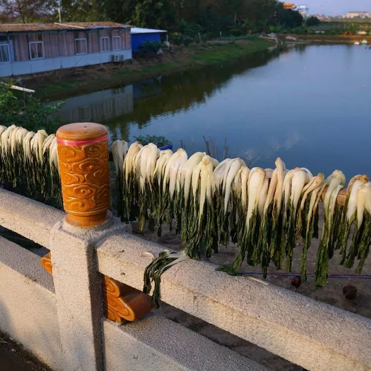 肇庆砚洲岛美景,行摄肇庆