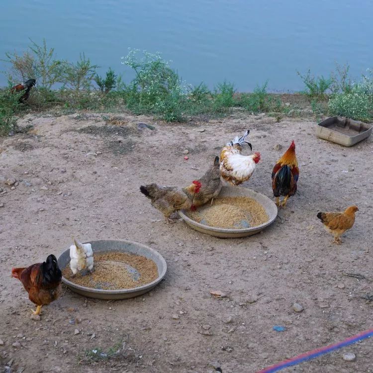 肇庆砚洲岛美景,行摄肇庆