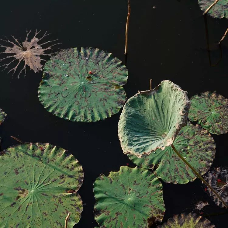 肇庆砚洲岛美景,行摄肇庆