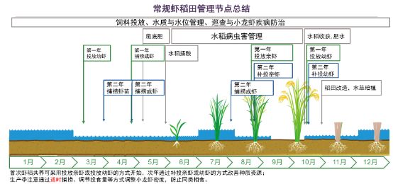 养稻虾的秘诀,稻田水稻抽穗期管理