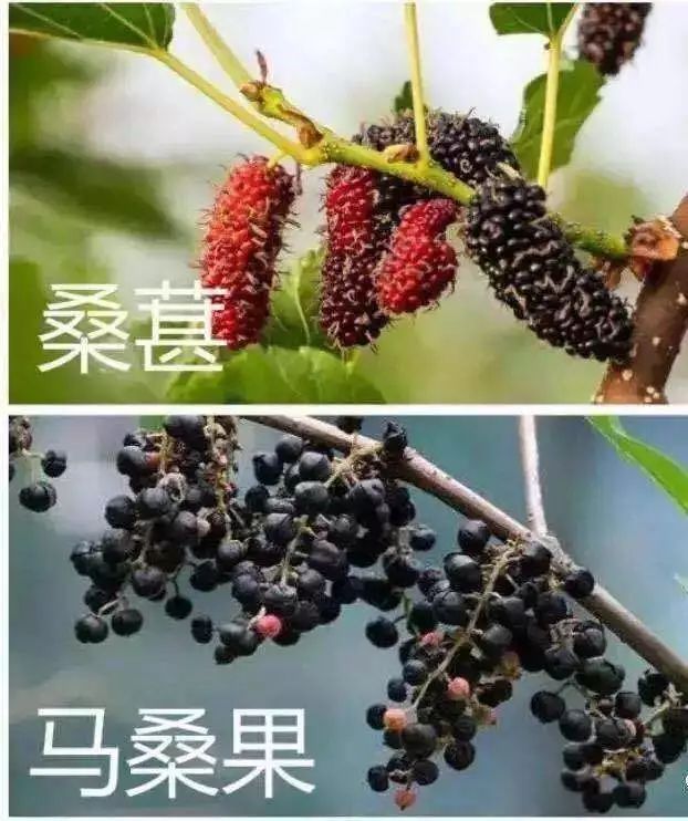 野外发现的桑葚可以直接吃吗,树上摘的桑葚能不能吃