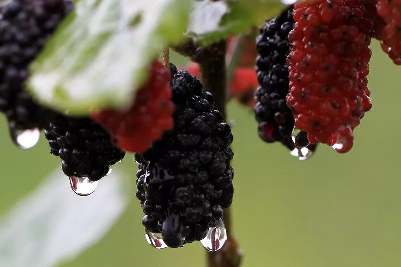 野外发现的桑葚可以直接吃吗,树上摘的桑葚能不能吃
