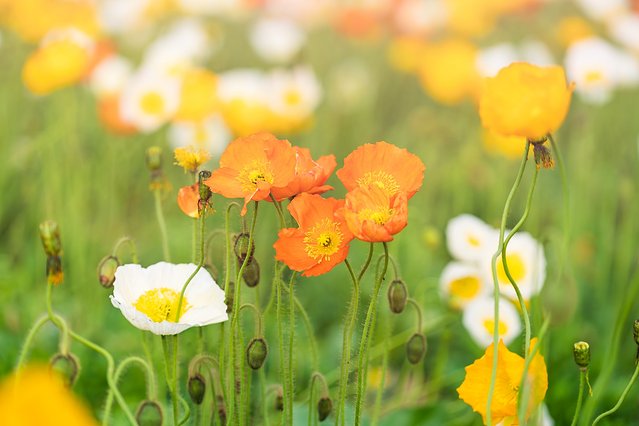 黔南州的独特风情,最炫民族风的来历