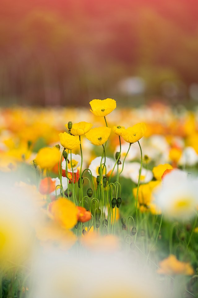 黔南州的独特风情,最炫民族风的来历