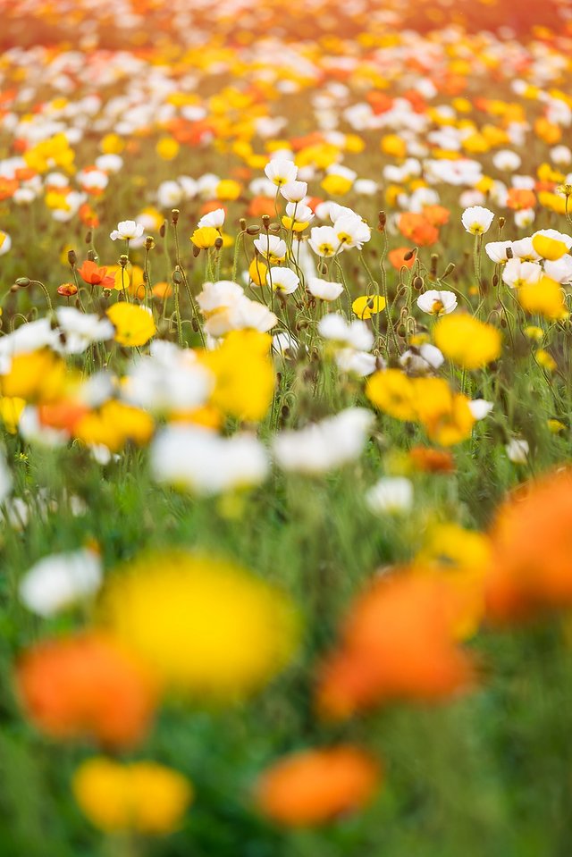 黔南州的独特风情,最炫民族风的来历