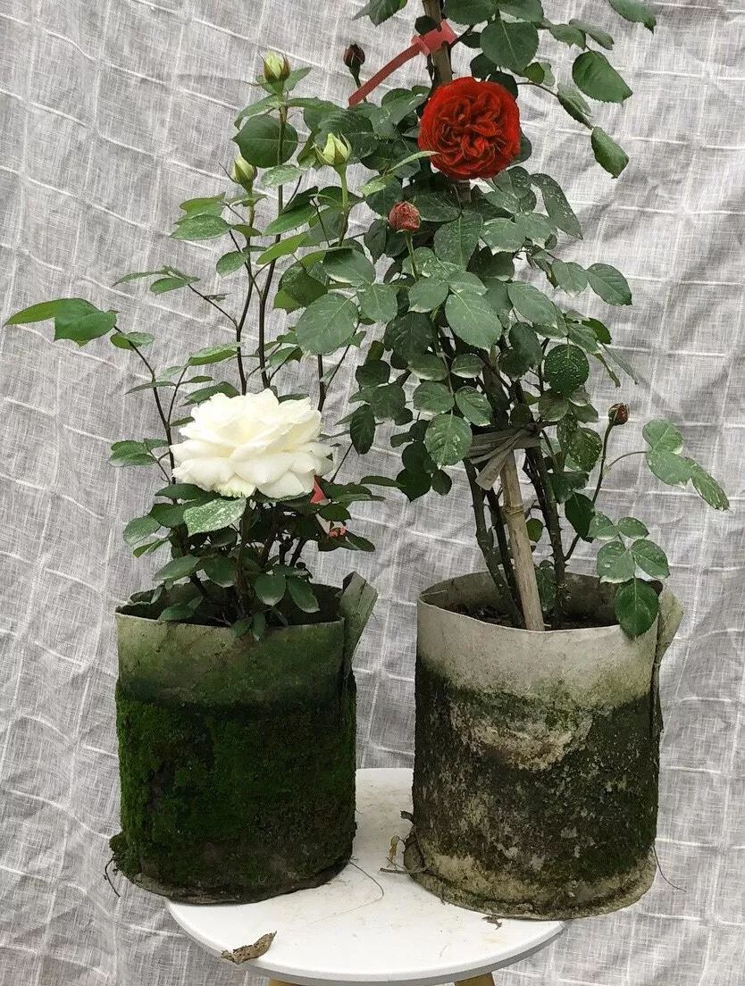 月季美植袋大苗,安徽品种月季袋苗大量供应