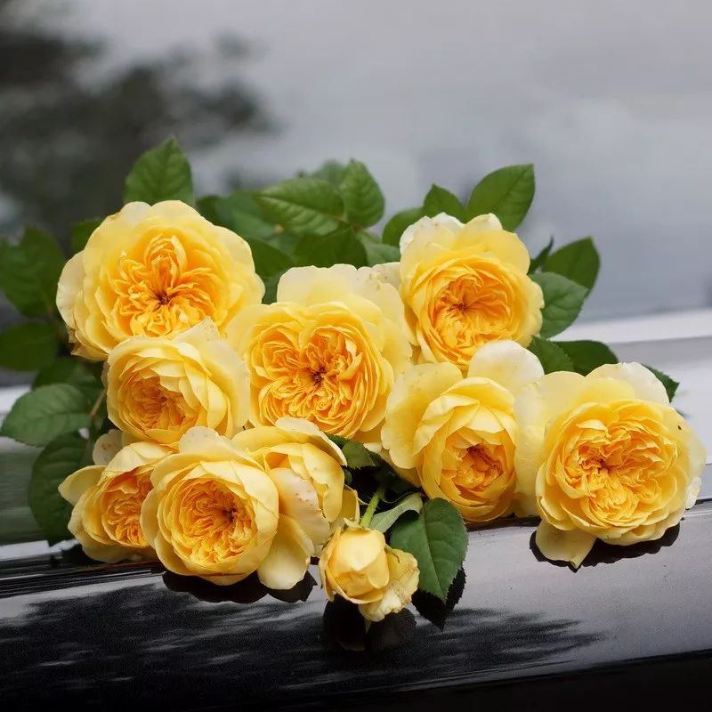 月季美植袋大苗,安徽品种月季袋苗大量供应