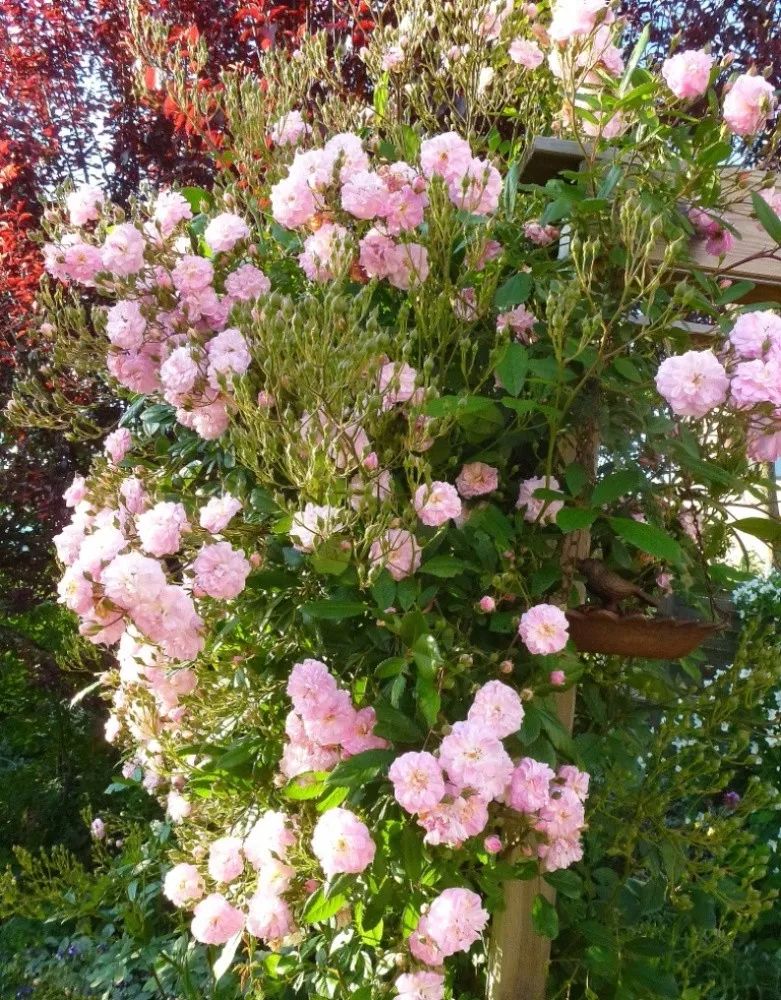 月季美植袋大苗,安徽品种月季袋苗大量供应