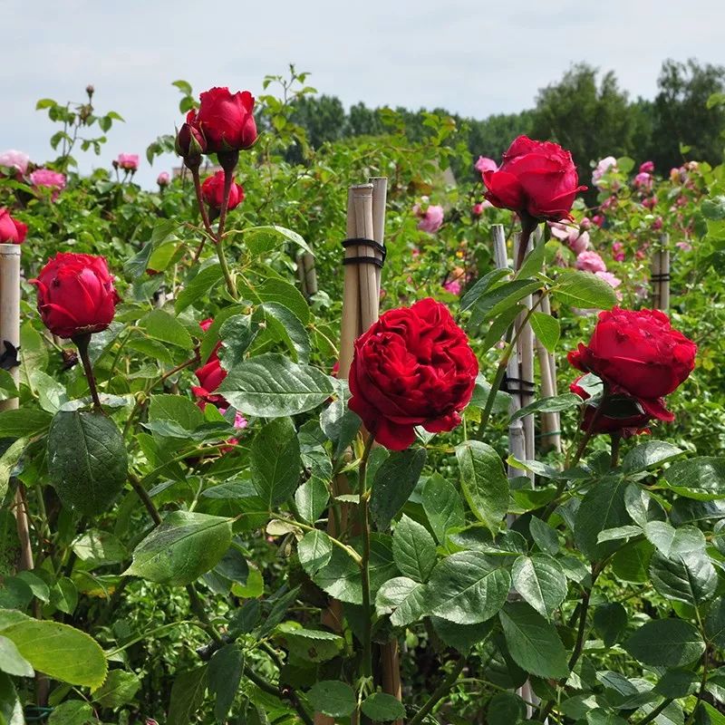月季美植袋大苗,安徽品种月季袋苗大量供应