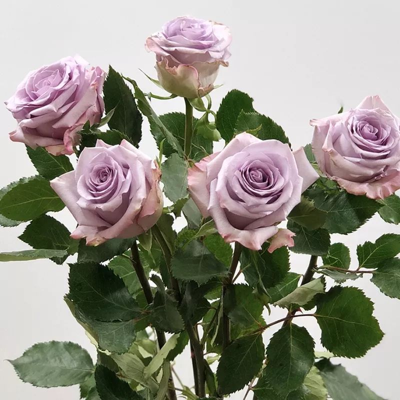 月季美植袋大苗,安徽品种月季袋苗大量供应