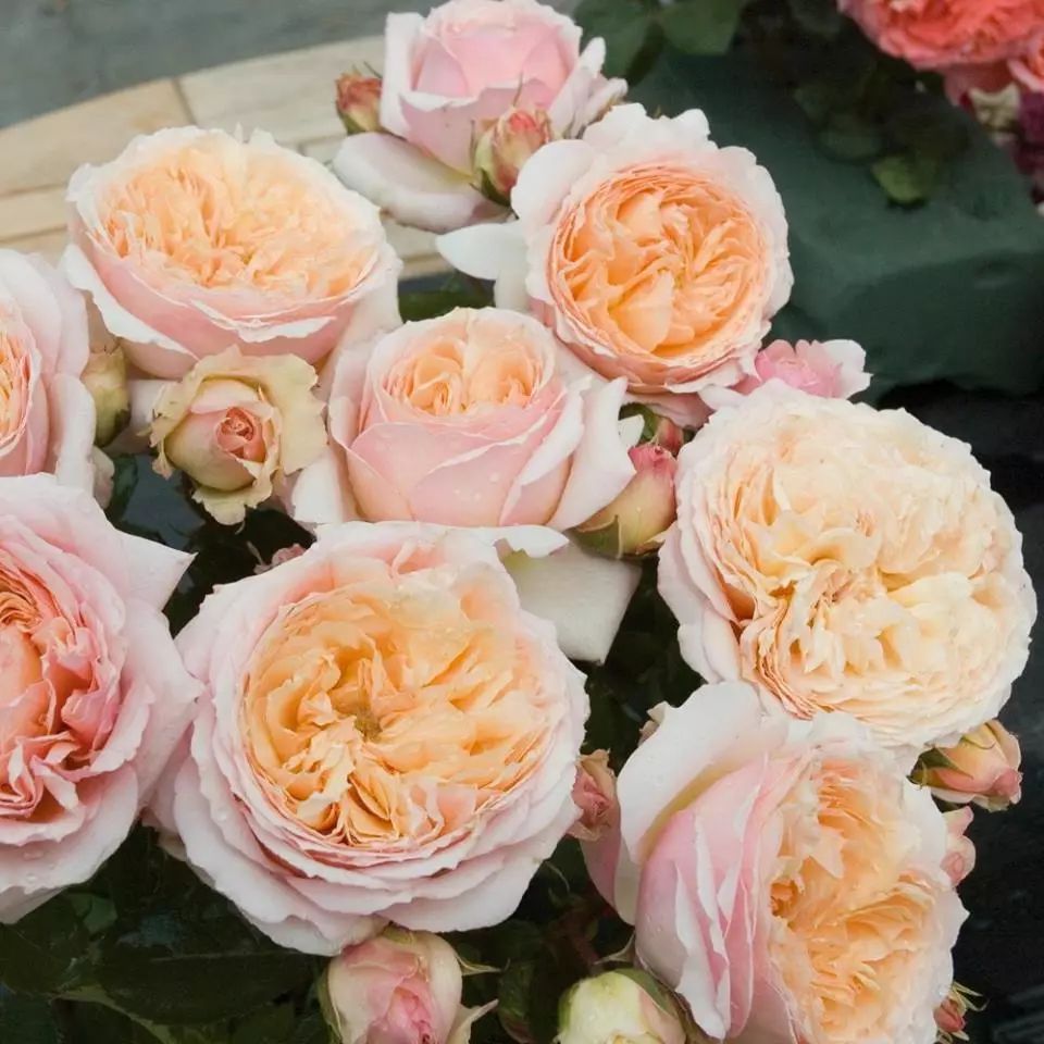 月季美植袋大苗,安徽品种月季袋苗大量供应