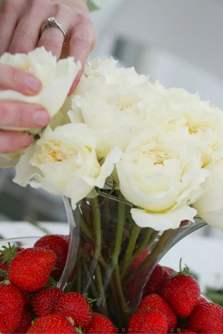 月季美植袋大苗,安徽品种月季袋苗大量供应