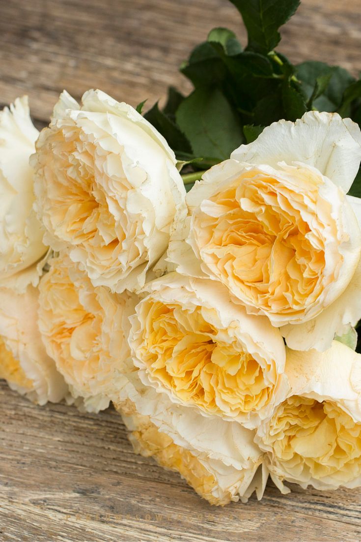 月季美植袋大苗,安徽品种月季袋苗大量供应