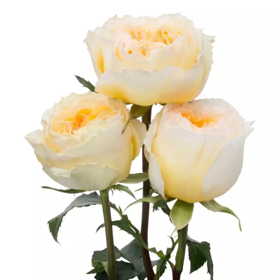 月季美植袋大苗,安徽品种月季袋苗大量供应