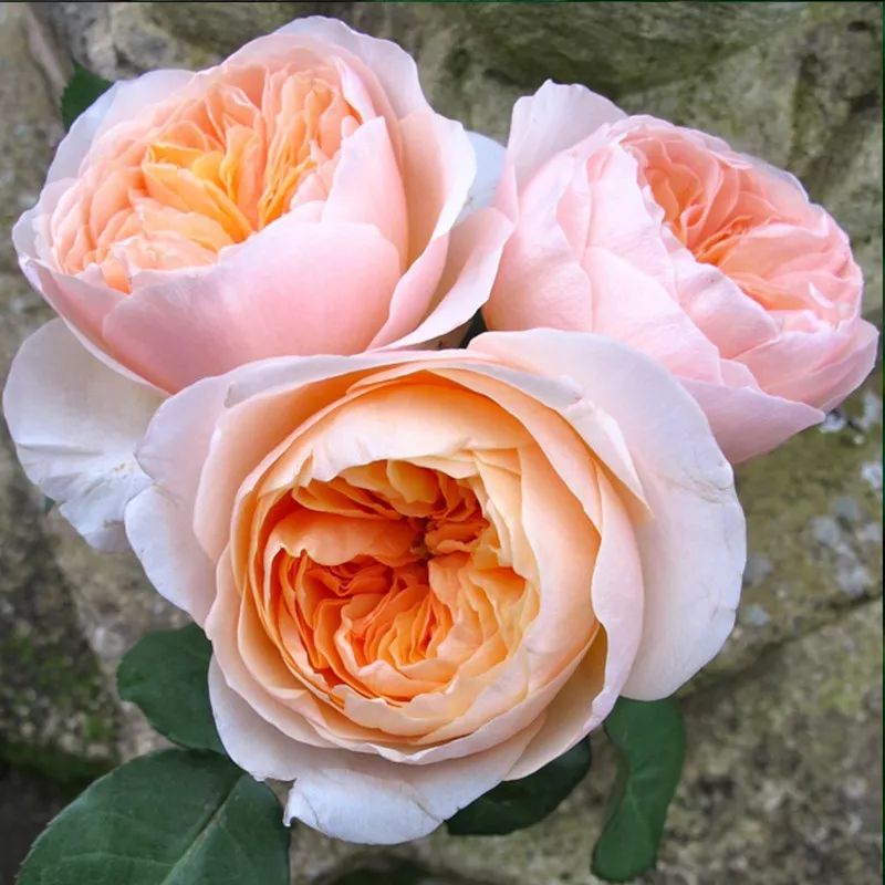 月季美植袋大苗,安徽品种月季袋苗大量供应