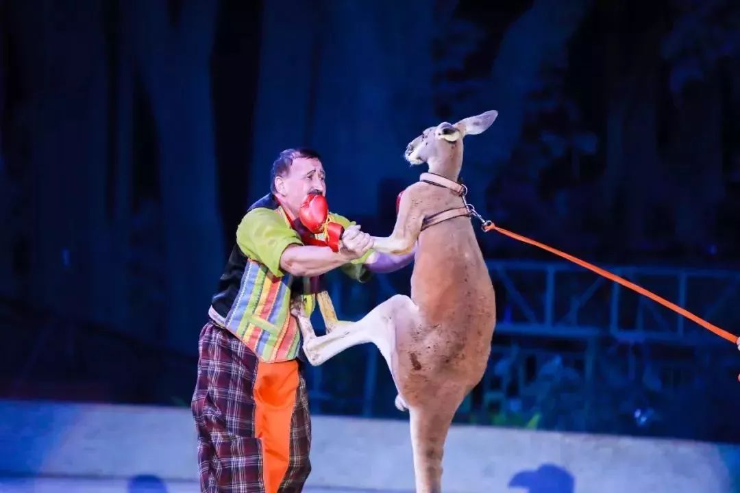 灵玲国际马戏城儿童节,厦门灵玲国际马戏城大熊猫叫什么