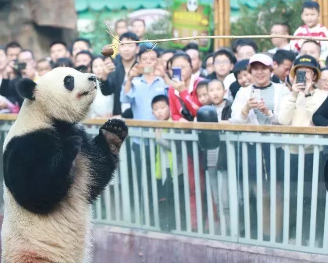 灵玲国际马戏城儿童节,厦门灵玲国际马戏城大熊猫叫什么