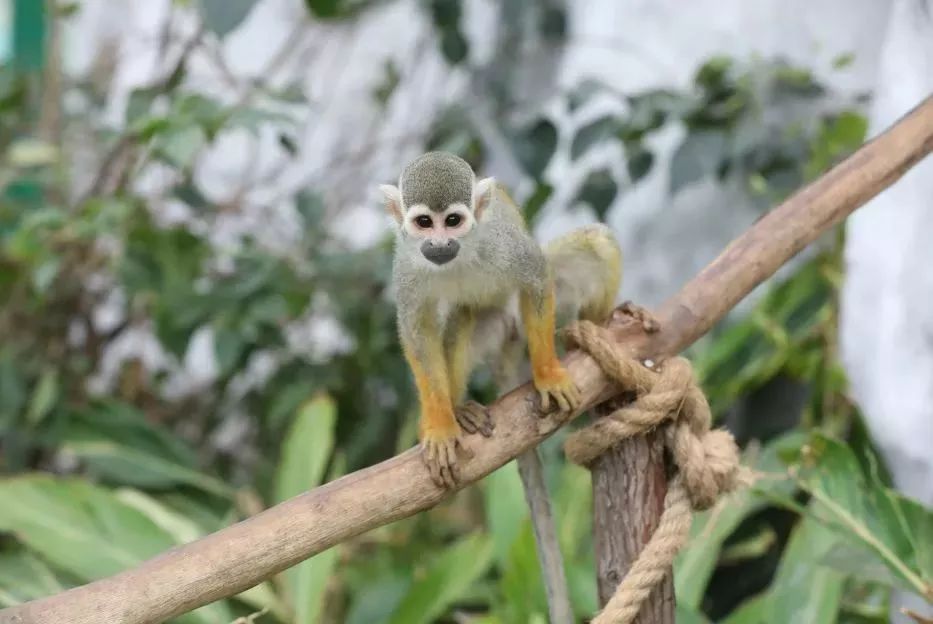 灵玲国际马戏城儿童节,厦门灵玲国际马戏城大熊猫叫什么