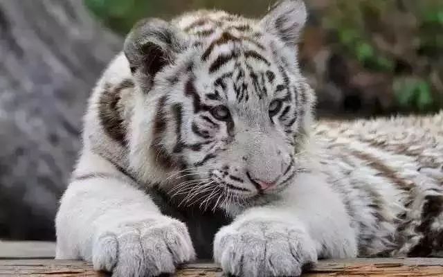 灵玲国际马戏城儿童节,厦门灵玲国际马戏城大熊猫叫什么