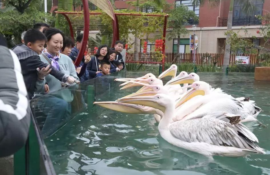 灵玲国际马戏城儿童节,厦门灵玲国际马戏城大熊猫叫什么